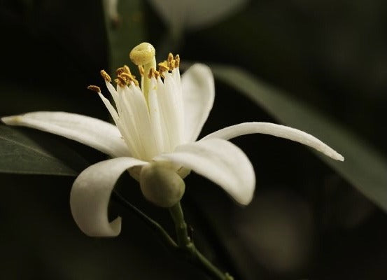 Everything you need to know about the orange flower harvest